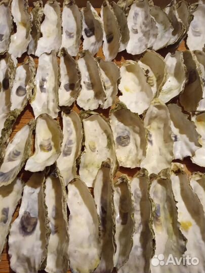 Ракушки устрицы для свечей