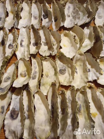 Ракушки устрицы для свечей