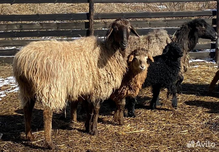 Овцы курдючные, ягнята, ярки, матки