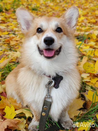 Собака на передержку - от мелких до средних пород