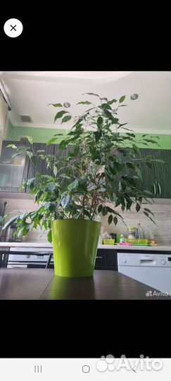 Фикус бенжамин