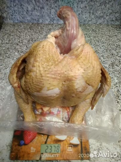 Мясо домашней птицы+бройлеры