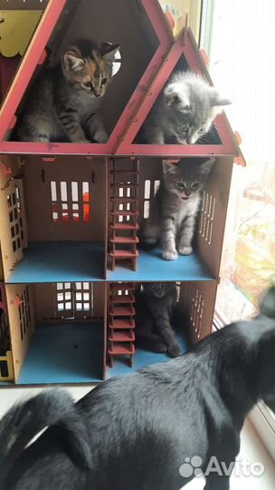 Котята в добрые руки