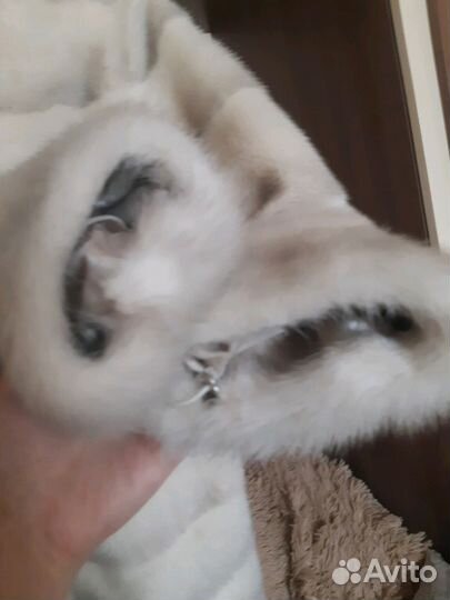 Шуба норковая