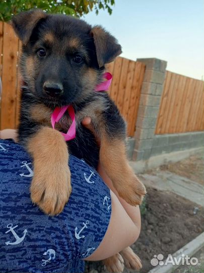 Немецкая овчарка