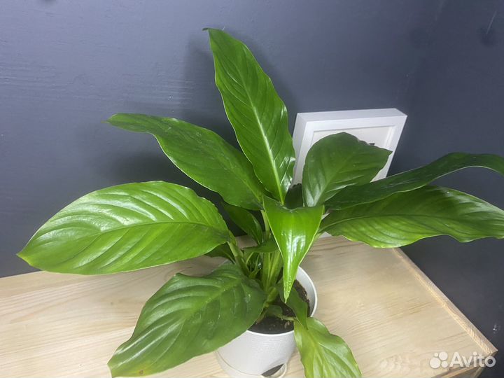 Спатифиллум