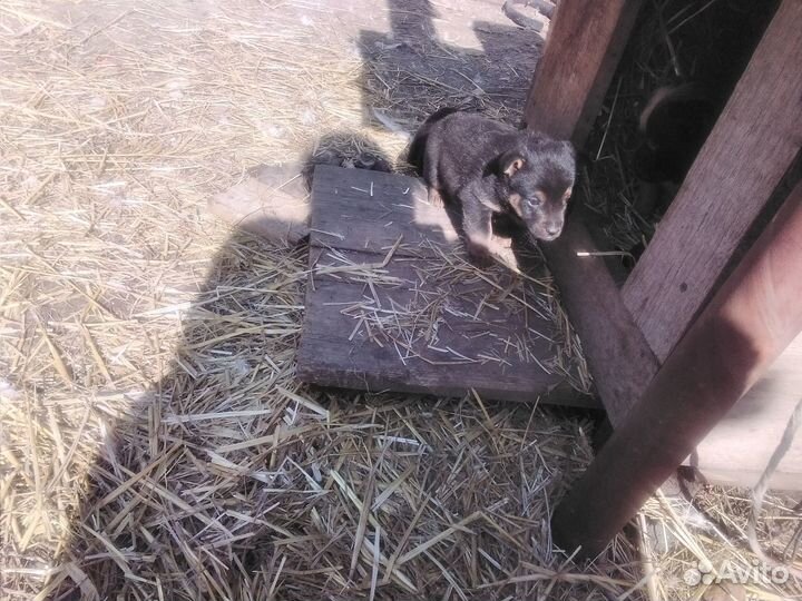 Отдам бесплатно щенки