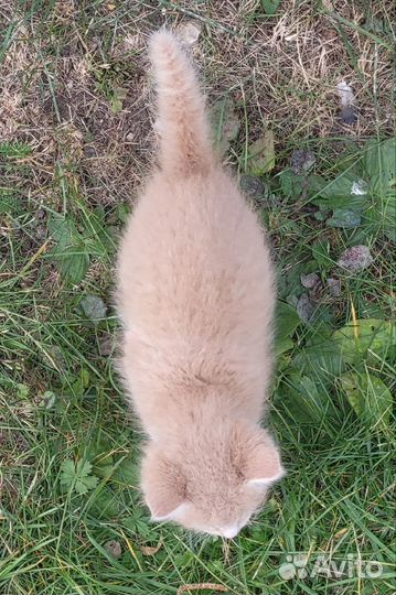 Котята 1,5 месяца в заботливую семью