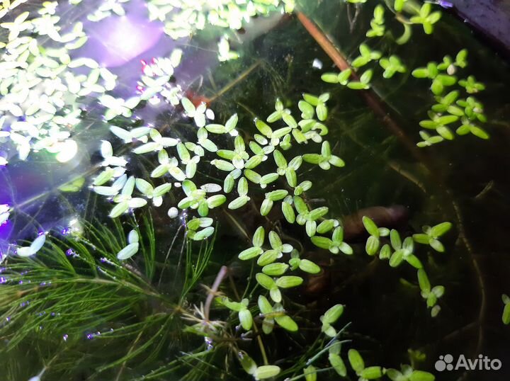 Аквариумные растения