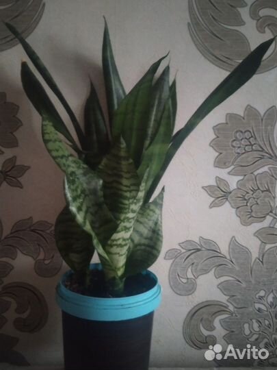 Сансевиерия