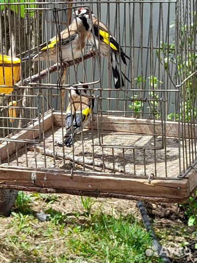 Чижи щеглы певчие птицы, есть отличные пары