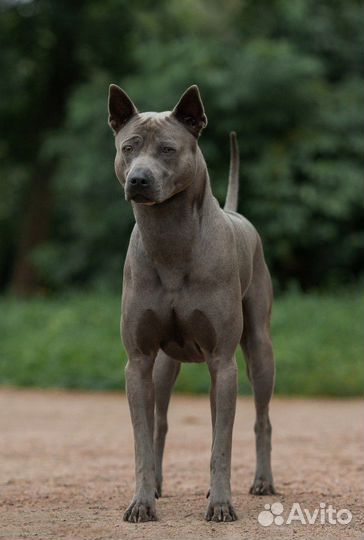 Вязка Тайский Риджбек кобель