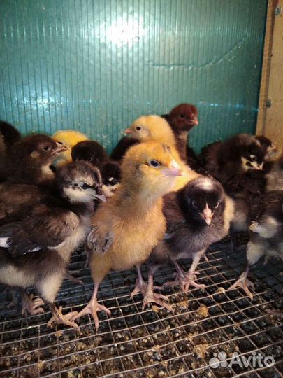 Яйцо Индейки и Цесарки. Разная птица