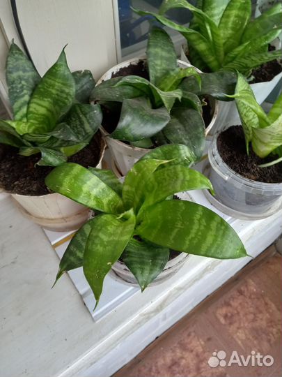 Сансевиерия