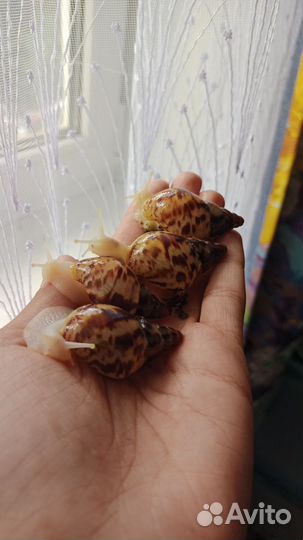 Улитки ахатины бесплатно