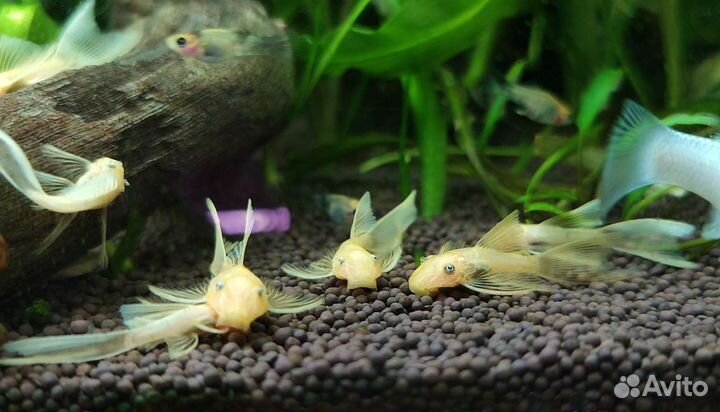 Аквариумые рыбки