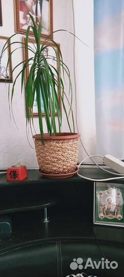 Драцена, замиакультис, Бенджамин, лиана, бамбук