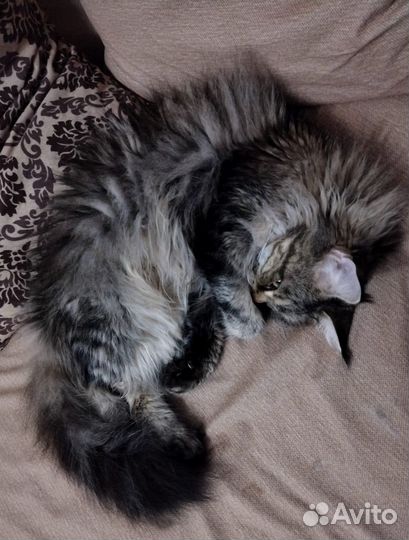 Мейн-кун девочка