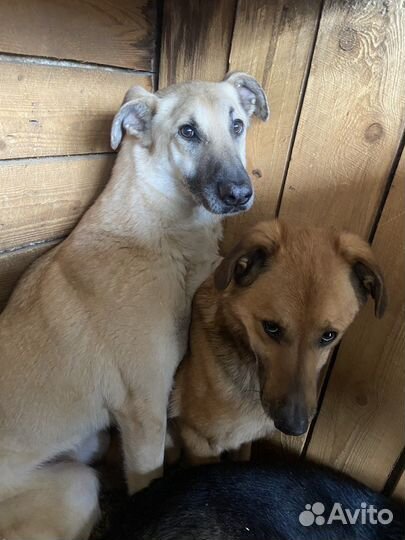 Приют Некрасовка, собаки в добрые руки