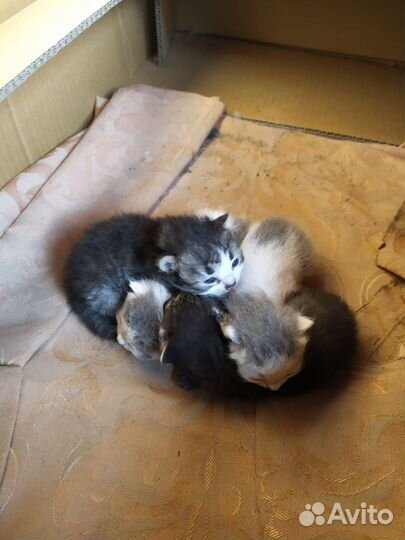 Котята в добрые руки