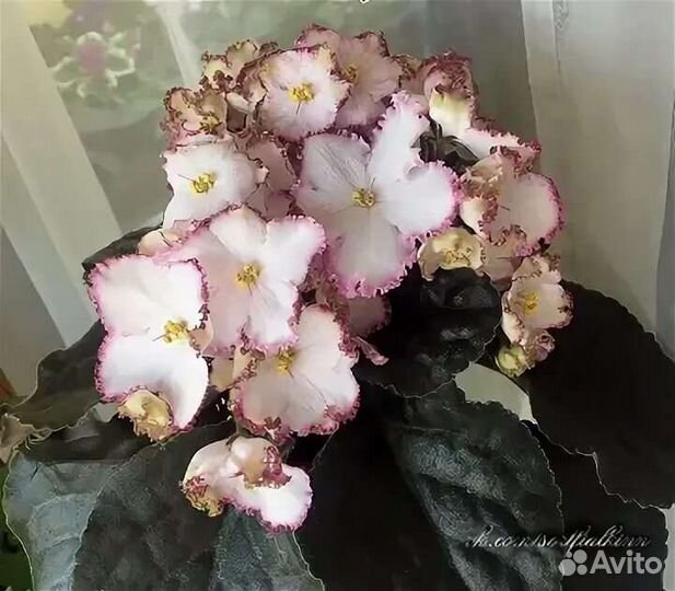 Фиалка детки