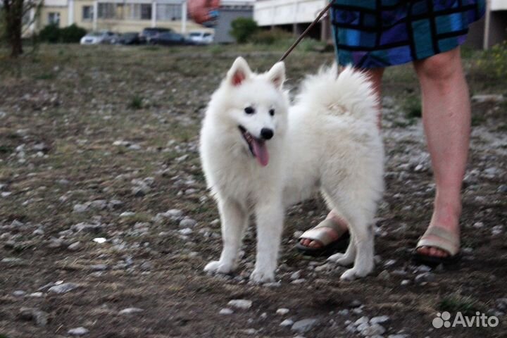 Щенки япошечки