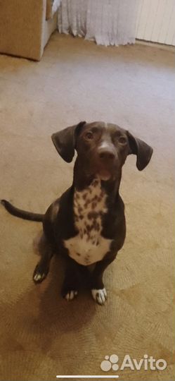 Чаплин ищет дом