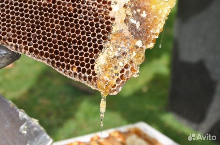 Мёд натуральный из Алтая оптом