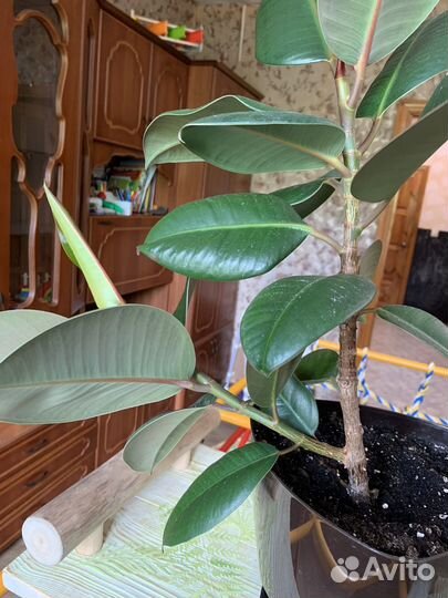 Большие фикусы эластика робуста