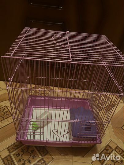 Джунгарский хомяк