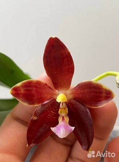 Фаленопсисы Азия - часть 2