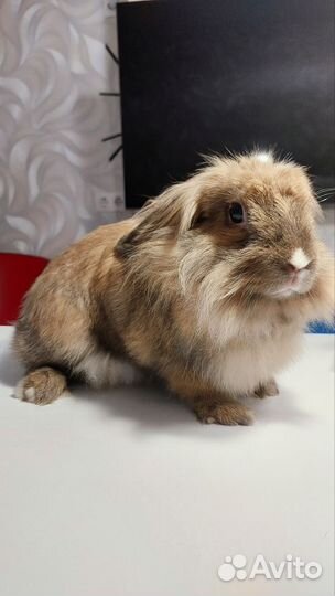 Декоративные кролики вязка