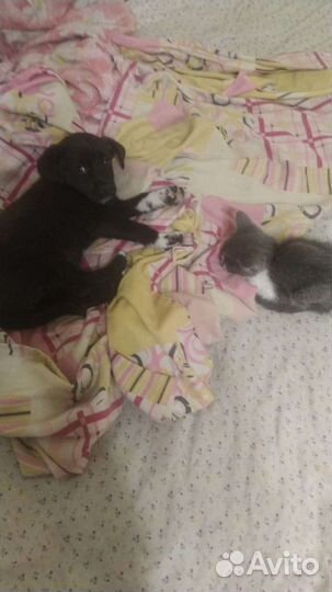 Собака в добрые руки отдам бесплатно