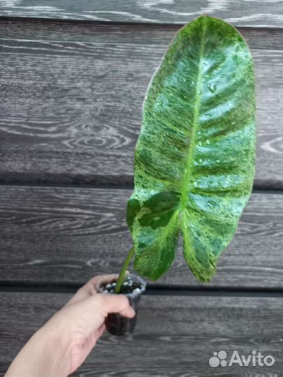 Paraiso Verde филодендрон