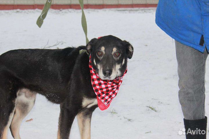 Шоколадный парень из приюта в добрые руки