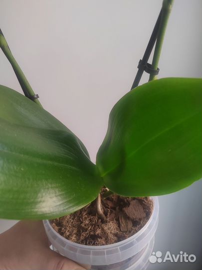 Орхидея Бронзовый будда