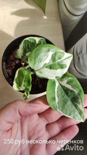 Сциндапсус н джой