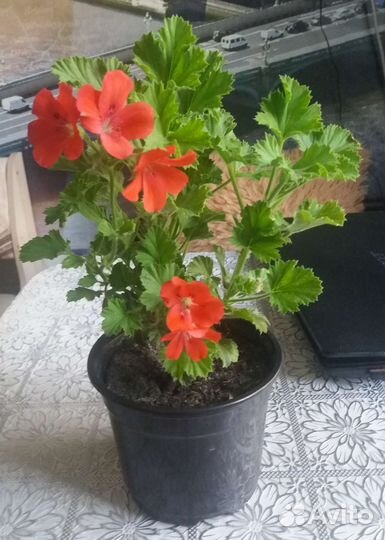 Пеларгония королевская