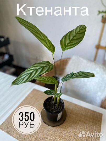 Ктенанта оппенгейма