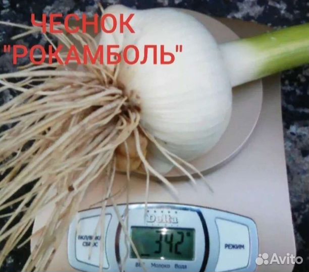 Чеснок Рокаболь гигант почтой