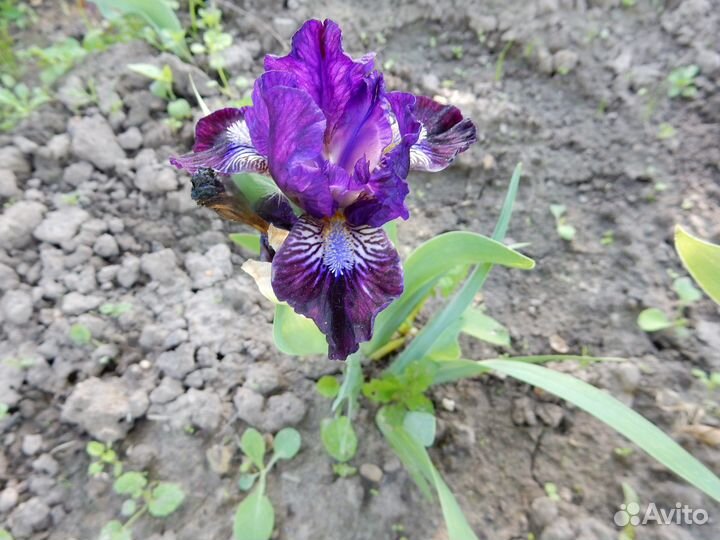 Ирисы карликовые