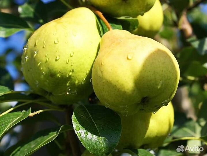 Саженцы груши Августовская Роса
