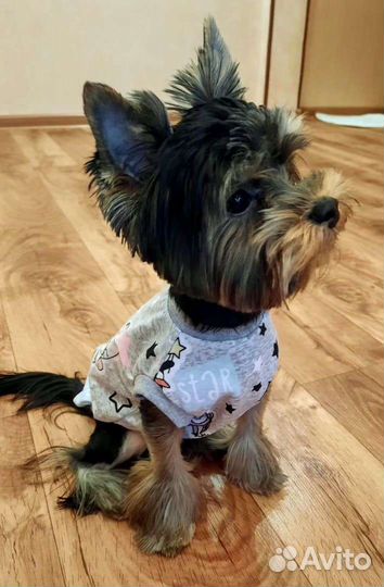 Йоркширский терьер мини вязка