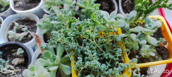 Суккуленты