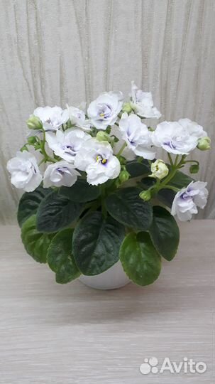 Фиалка (мини и полумини)