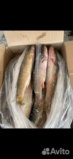 Мойва с/м н/р 12кг