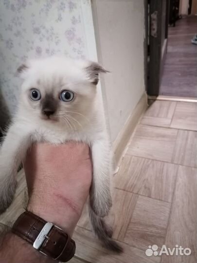 Вислоухая сиамка