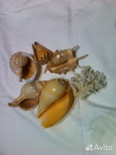 Набор морских раковин