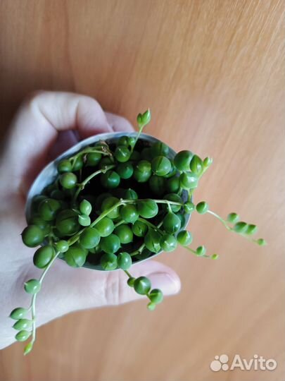 Крестовник роули