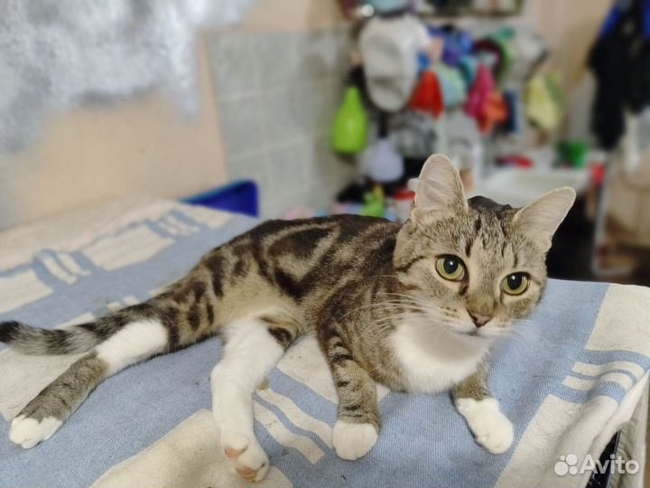 Кошки в добрые руки